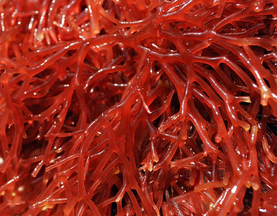 Olistic e i benefici degli antiossidanti per la pelle e per i capelli - Blog Olistic