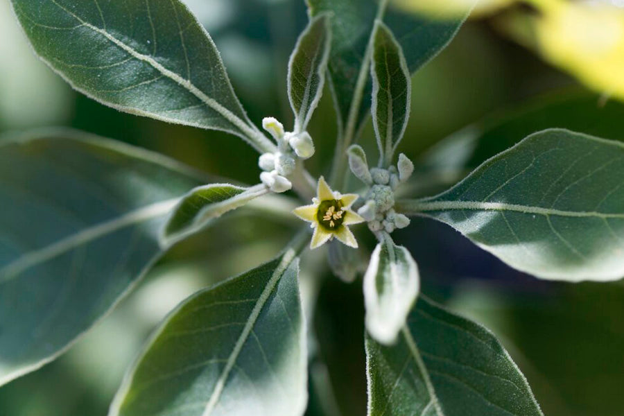 Ashwagandha: ingrediente con propiedades antiestrés y antioxidantes