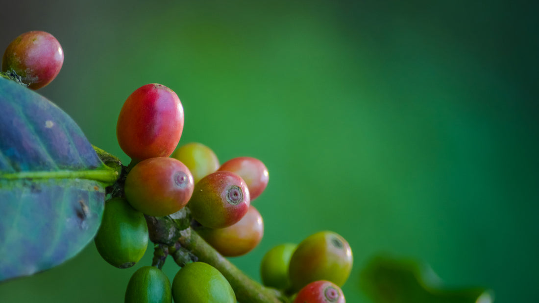 3 Ingredientes naturales para frenar la alopecia androgénica - Blog Olistic