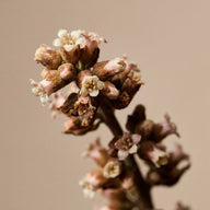 Boswellia serrata - ingredientes Olistic
