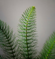 cola de caballo - ingredientes Olistic