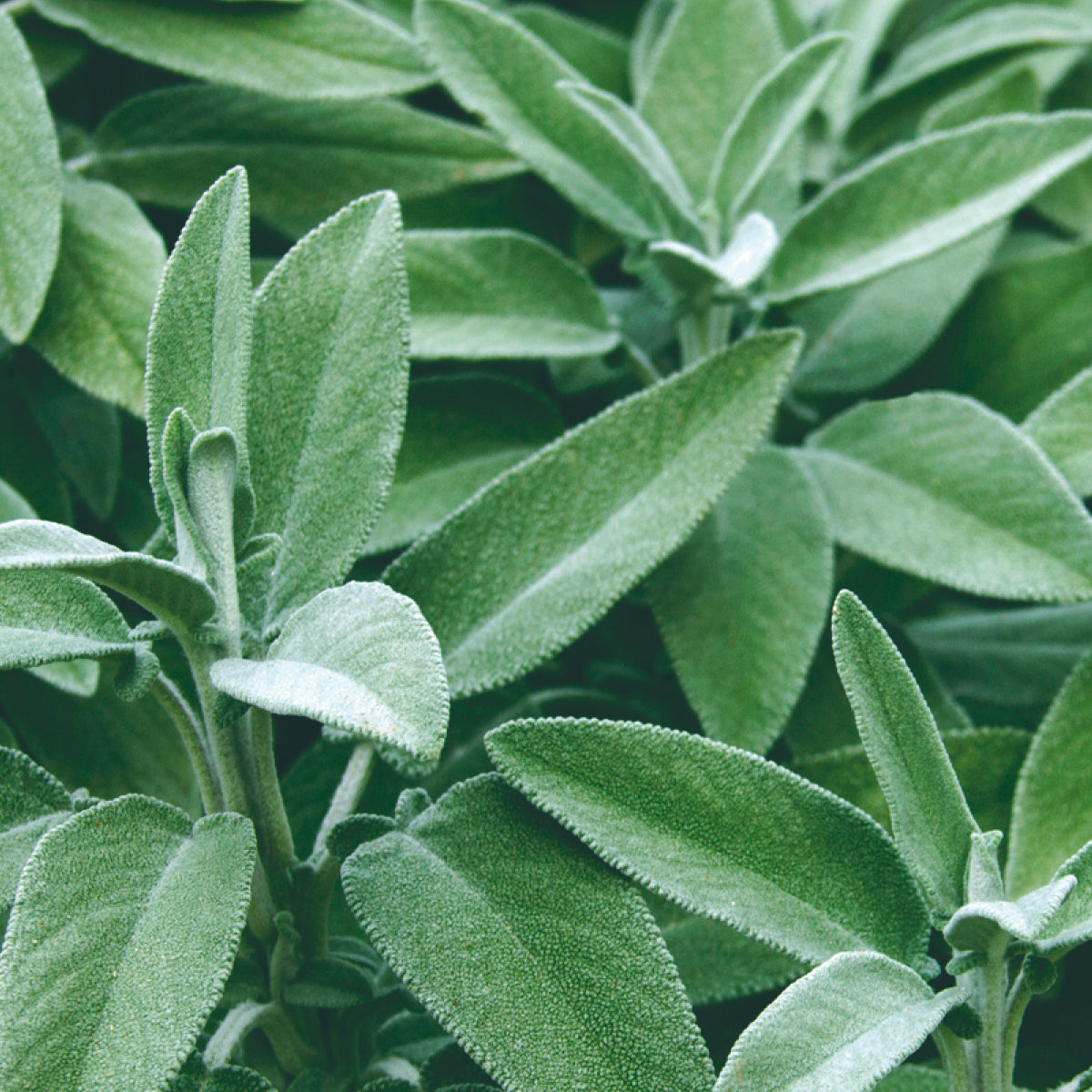 Salbei – Inhaltsstoff von Olistic Women