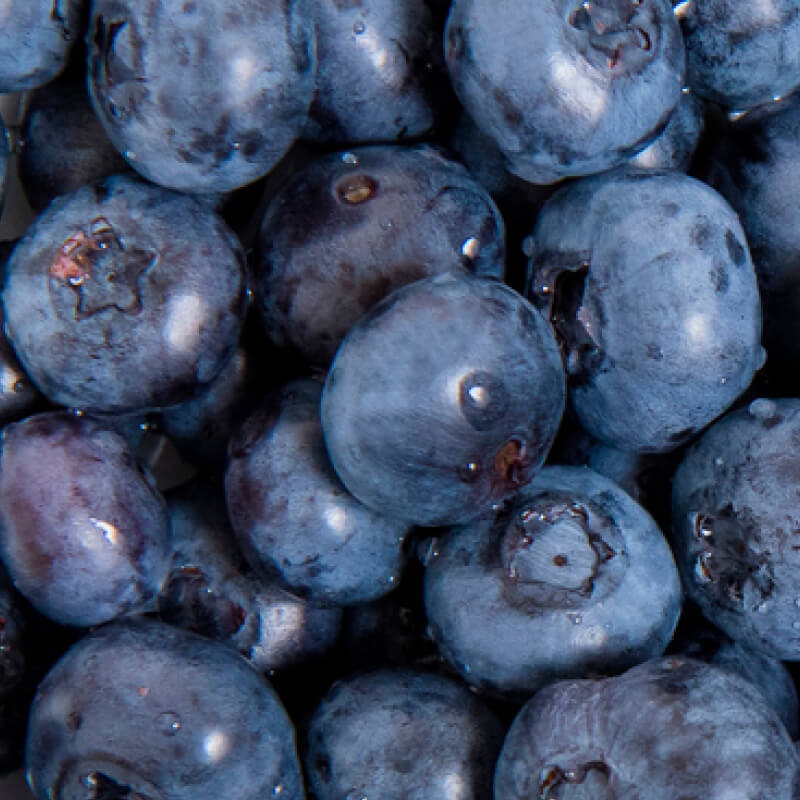 Heidelbeere (Vaccinium myrtillus) – Inhaltsstoff von Olistic 