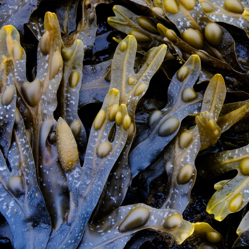 Jod (Fucus vesiculosus) – Inhaltsstoff von Olistic 