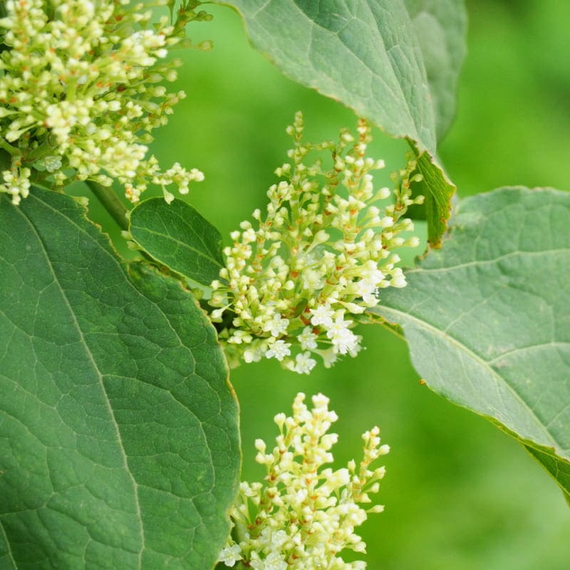 Resveratrol (Polygonum cuspidatum) – Inhaltsstoff von Olistic 

