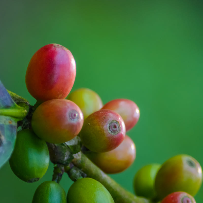 Pygeum (Prunus africana) – Inhaltsstoff von Olistic 