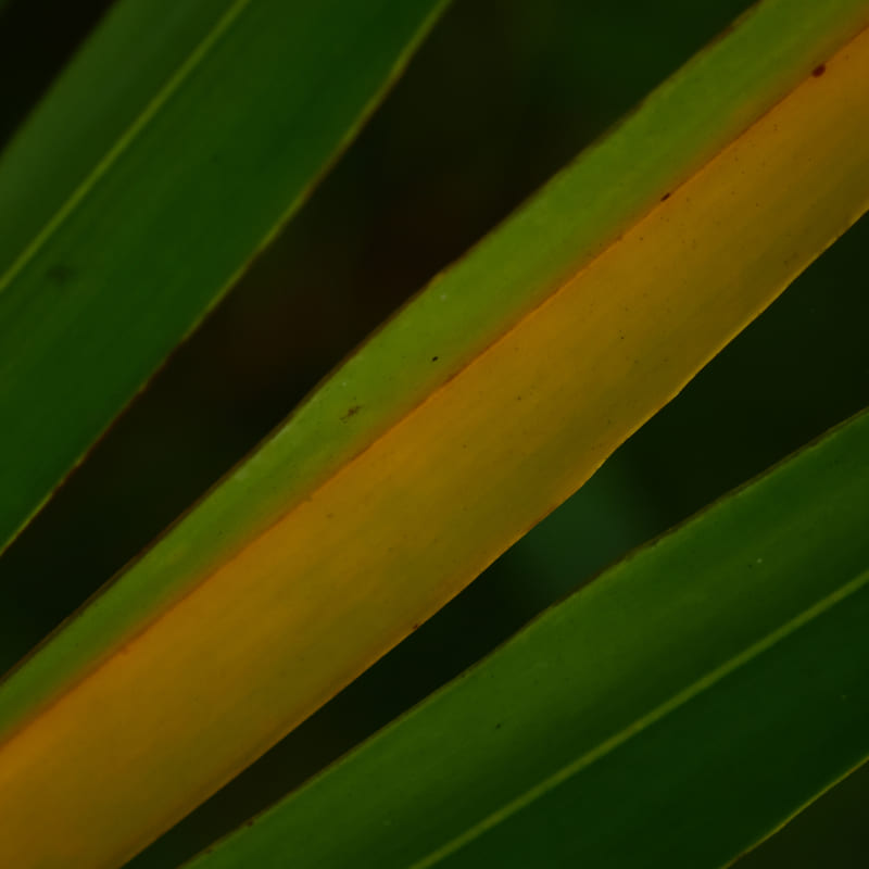 Saw Palmetto (Serenoa repens) – Inhaltsstoff von Olistic 