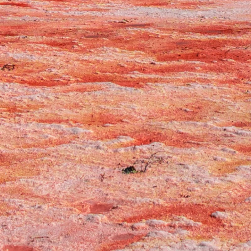 Vitamin A (Dunaliella salina) – Inhaltsstoff von Olistic 