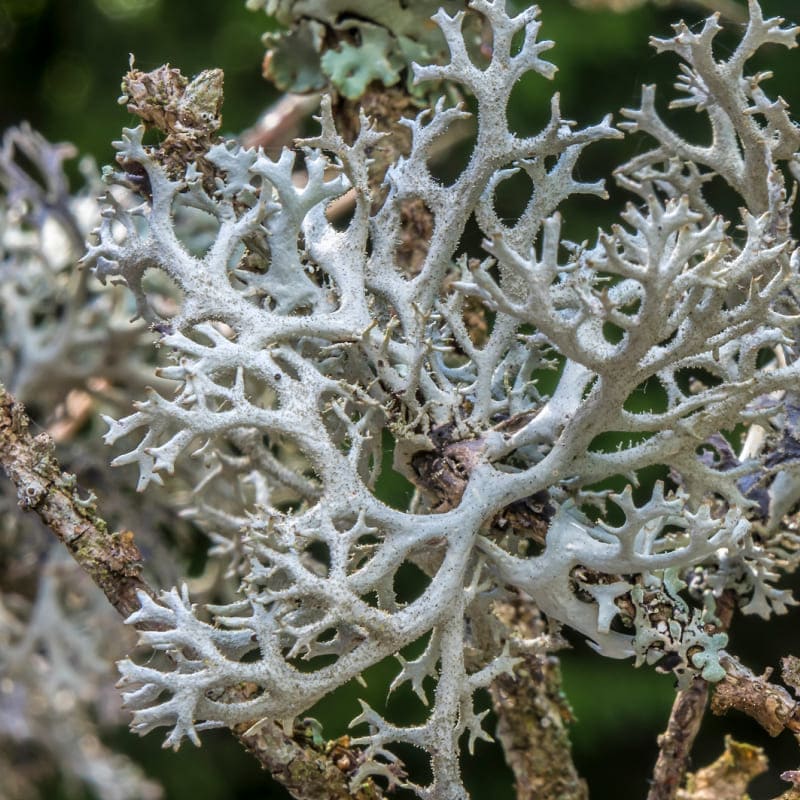 Vitamin D3 (Cladonia rangiferina) – Inhaltsstoff von Olistic 