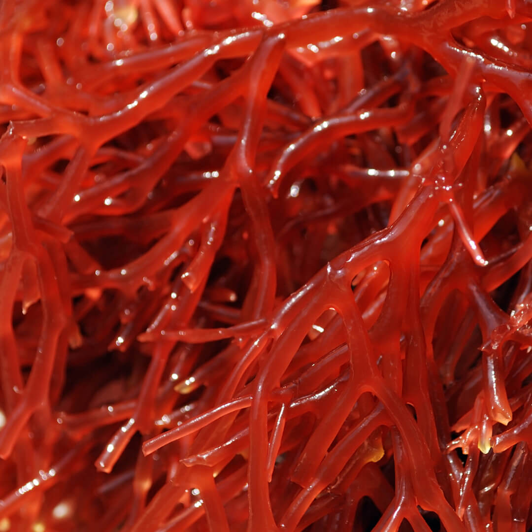 Astaxanthin mariner antioxidativer - Inhaltsstoff von Olistic 