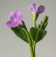 Epilobium parviflorum - ingredientes Olistic Next