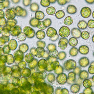 Chlorella espermidina - ingrediente olistic 
