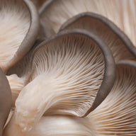 Plerotus ostreatus - ingrediente olistic women night booster