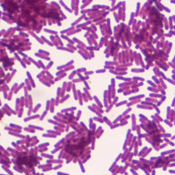 Olistic ingredientes - lactobacillus