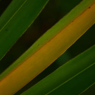 Saw Palmetto (Serenoa repens) – ingrediente Olistic 