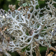 Vitamina D3 (Cladonia rangiferina) – ingrediente Olistic 