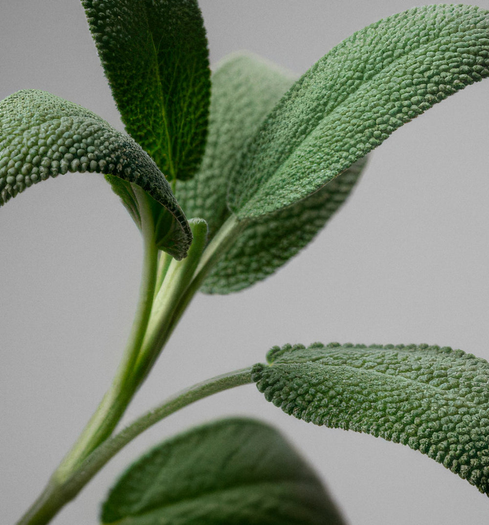 salvia - ingredientes Olistic